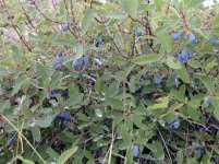 Жимолость съедобная – Lonicera edulis L. Жимолость съедобная – Lonicera edulis L.