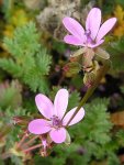 Журавельник (аистник) цикутовый – Erodium cicutarium L. Журавельник (аистник) цикутовый – Erodium cicutarium L.