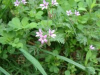 Журавельник (аистник) цикутовый – Erodium cicutarium L. Журавельник (аистник) цикутовый – Erodium cicutarium L.