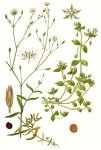 Звездчатка средняя (мокрица) – Stellaria Media L. Звездчатка средняя (мокрица) – Stellaria Media L.
