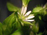 Звездчатка средняя (мокрица) – Stellaria Media L. Звездчатка средняя (мокрица) – Stellaria Media L.