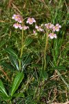 Зимолюбка зонтичная – Chimaphila umbellata L. Зимолюбка зонтичная – Chimaphila umbellata L.