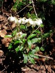 Зимолюбка японская – Chimaphila japonica L. Зимолюбка японская – Chimaphila japonica L.