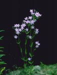 Золототысячник эритрейный – Centaurium Erythraea Raf. Золототысячник эритрейный – Centaurium Erythraea Raf.