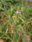 Золототысячник эритрейный – Centaurium Erythraea Raf. Золототысячник эритрейный – Centaurium Erythraea Raf.