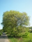Ива козья (бредина) – Salix Caprea L. Ива козья (бредина) – Salix Caprea L.