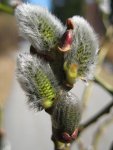 Ива козья (бредина) – Salix Caprea L. Ива козья (бредина) – Salix Caprea L.