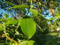 Ива козья (бредина) – Salix Caprea L. Ива козья (бредина) – Salix Caprea L.