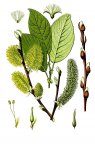 Ива козья (бредина) – Salix Caprea L. Ива козья (бредина) – Salix Caprea L.