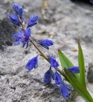 Истод горький – Polygala amara L. Истод горький – Polygala amara L.