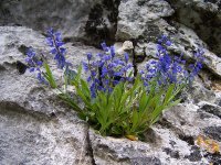 Истод горький – Polygala amara L. Истод горький – Polygala amara L.
