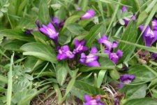 Истод тонколистный – Polygala tenuifolia L. Истод тонколистный – Polygala tenuifolia L.
