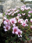 •
Камнеломка супротиволистная – Saxifraca oppositifolia L. •
Камнеломка супротиволистная – Saxifraca oppositifolia L.