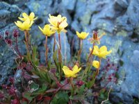 Камнеломка болотная – Saxifraca hirculus L. Камнеломка болотная – Saxifraca hirculus L.