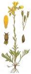 Камнеломка болотная – Saxifraca hirculus L. Камнеломка болотная – Saxifraca hirculus L.