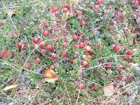 Клюква обыкновенная – Oxycoccus Palustris Pers. Клюква обыкновенная – Oxycoccus Palustris Pers.