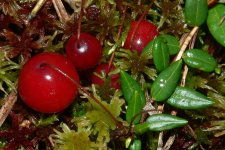 Клюква обыкновенная – Oxycoccus Palustris Pers. Клюква обыкновенная – Oxycoccus Palustris Pers.
