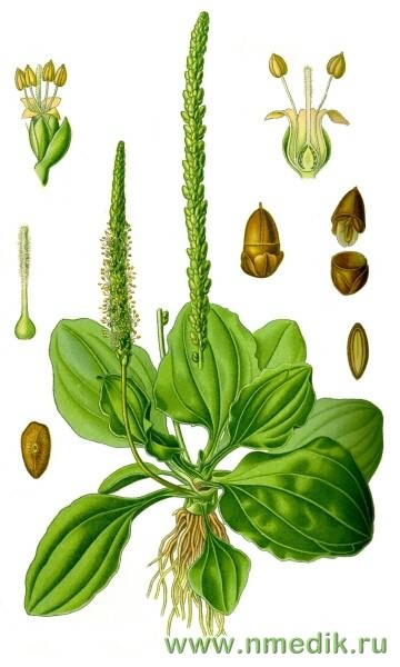 Подорожник
большой - Plantago major Подорожник большой - Plantago major