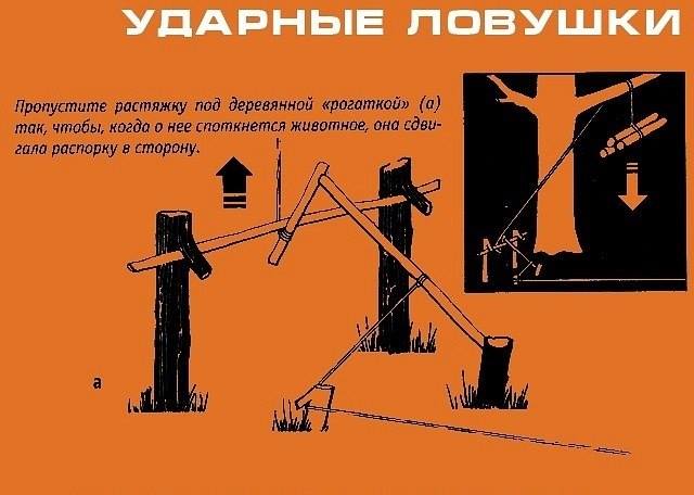 Инфографика