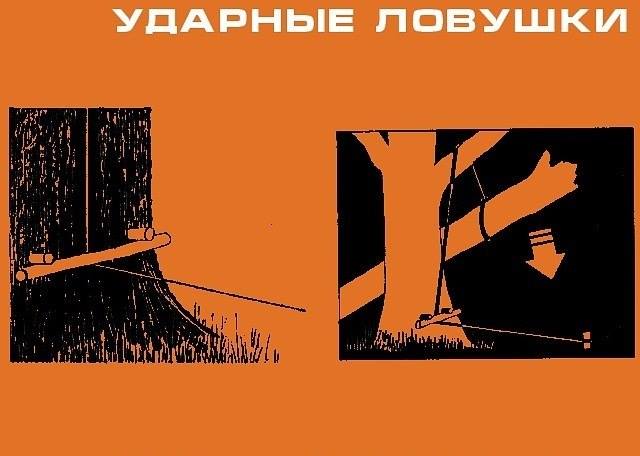 Инфографика