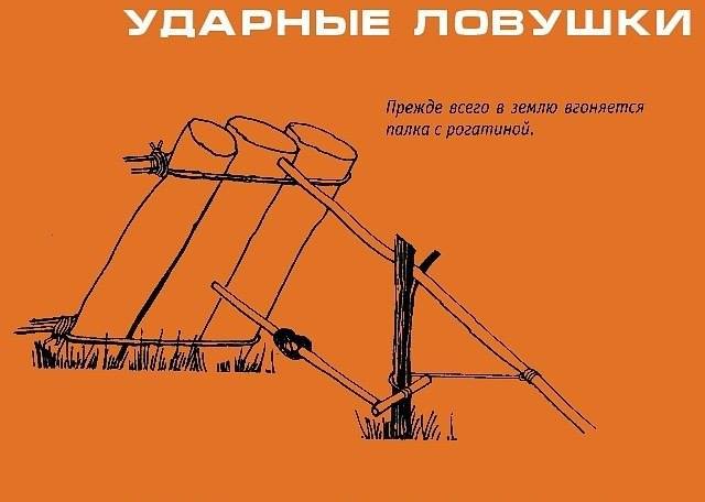 Инфографика