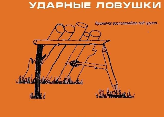 Инфографика